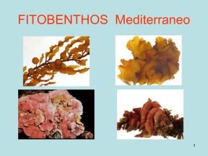 md_Sartoni_macroalghe File