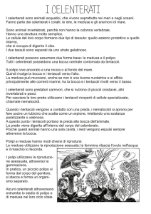 i celenterati