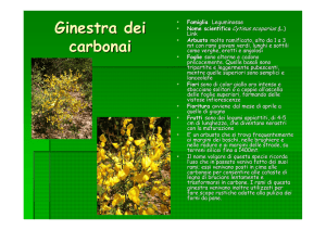 ginestra dei carbonai - Provincia di Alessandria