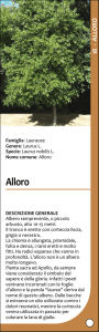 Scheda alloro