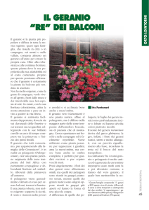 IL GERANIO “RE” DEI BALCONI