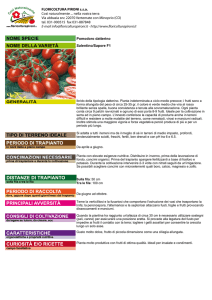 Pomodoro datterino Salentino/Sapore F1