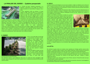 LA PIRALIDE DEL BOSSO - Comune di Sant`Ilario d`Enza