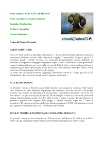 elefante africano - Animali e Animali