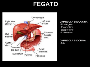 fegato ghiandola endocrina