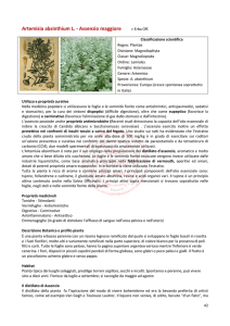 Artemisia absinthium L. - Assenzio maggiore