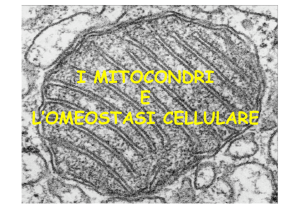 i mitocondri e l`omeostasi cellulare