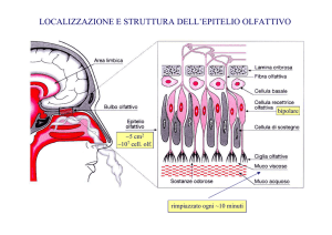 LOCALIZZAZIONE E STRUTTURA DELL`EPITELIO OLFATTIVO