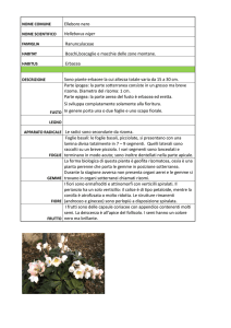 SCHEDA BOTANICA Helleborus niger