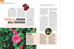 CAMELIA, REGINA DELL`INVERNO