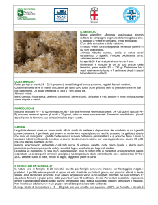 IL GERBILLO Nome scientifico: Meriones unguiculatus, piccolo