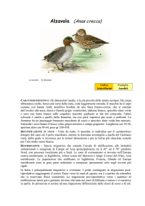 Alzavola (Anas crecca)