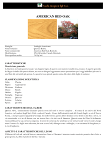 scheda tecnica Rovere rosso Americano