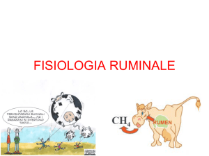 fisiologia ruminale