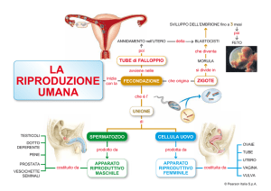 LA RIPRODUZIONE UMANA