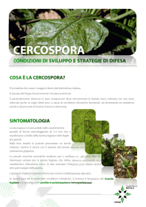 cercospora