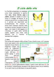 Il ciclo della vita