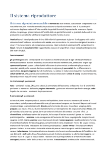 Il sistema riproduttore