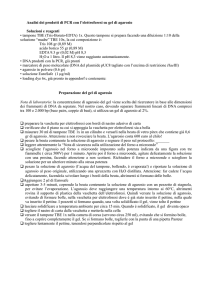 protocollo elettroforesi del DNA