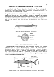 Generalità su Agnati, Pesci cartilaginei e Pesci ossei