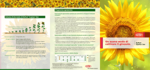 Un nuovo modo di coltivare il girasole.