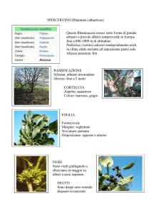 SPINCERVINO (Rhamnus catharticus) FOGLIA Forma:ovale