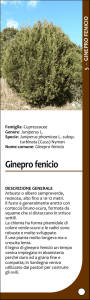 Ginepro fenicio - SardegnaAmbiente