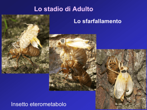 Lo stadio di Adulto
