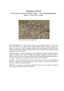 Limonio comune