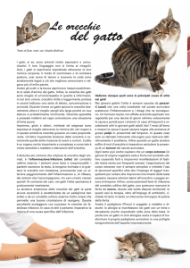 Le orecchie del gatto - Ballinari Veterinario