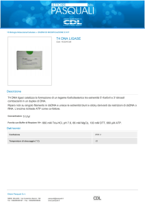 t4 dna ligase - Ettore Pasquali Srl