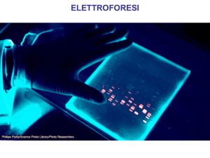 elettroforesi