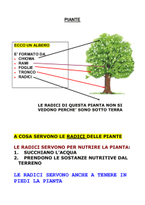 LE RADICI SERVONO ANCHE A TENERE IN PIEDI LA PIANTA