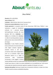 Ulmus `Morfeo`