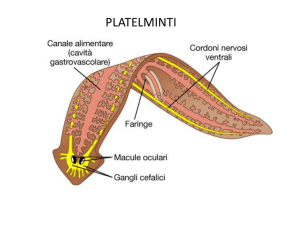 anatomia funzionale2 d