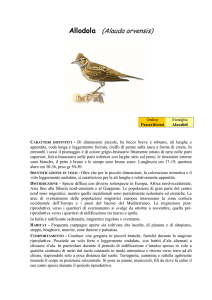 Allodola (Alauda arvensis)