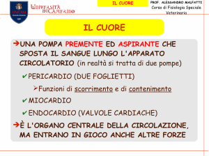 IL CUORE