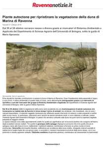 Piante autoctone per ripristinare la vegetazione della duna di