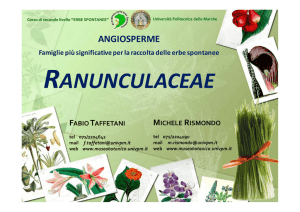 ranunculaceae - Museo Botanico UNIVPM