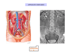 LA LOGGIA RENALE E` DELIMITATA DALLA FASCIA RENALE Il