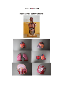 modello di corpo umano