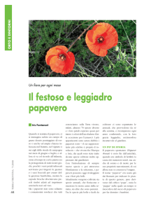 Il festoso e leggiadro papavero