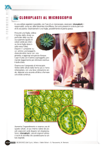 cloroplasti al microscopio ottico