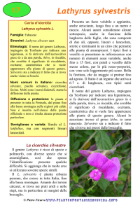 Lathyrus sylvestris - Piante spontanee in cucina