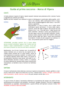 Primo soccorso per il morso di VIPERA