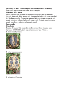 Tartaruga di terra o Tartaruga di Hermann (Testudo hermanni)