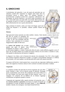 il ginocchio - gs POZZUOLO