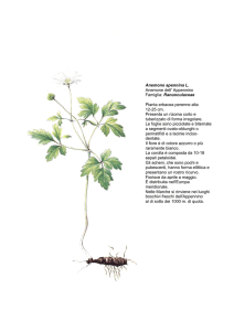 Anemone apennina L. - Regione Marche