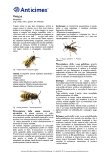Vespidae