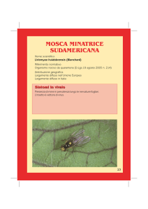 Mosca minatrice sudamericana - Agricoltura Regione Emilia